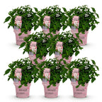 Green boutiQ - Tuinplant - Hydrangea panniculata Groundbreaker Blush - Pluimhortensia - Winterhard - Roze - 8 Planten - Pot 14cm -Hoogte 20-25cm