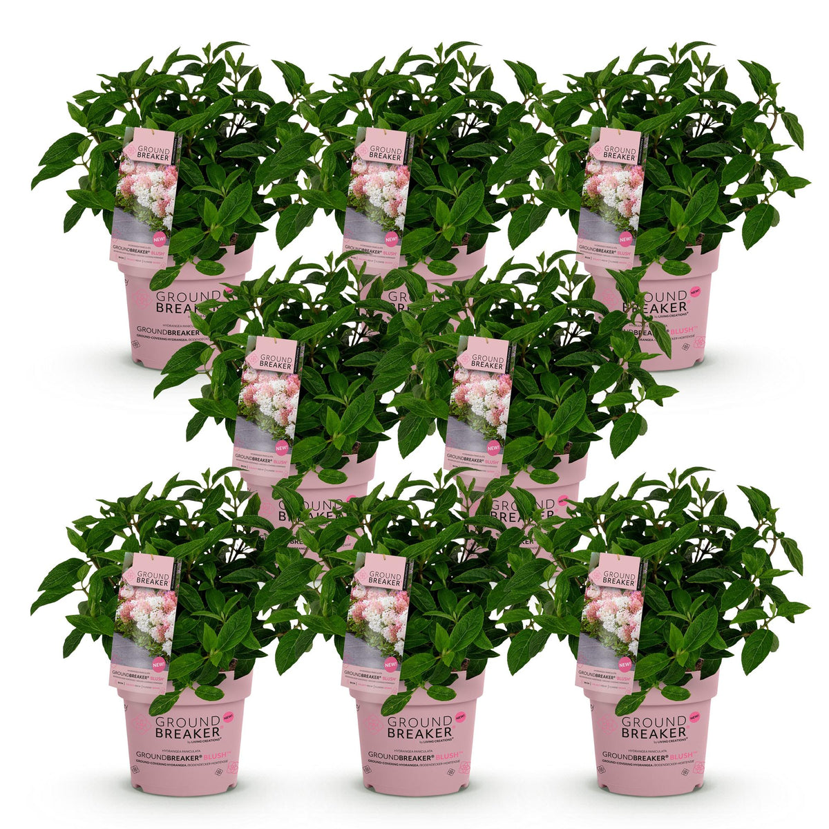 Green boutiQ - Tuinplant - Hydrangea panniculata Groundbreaker Blush - Pluimhortensia - Winterhard - Roze - 8 Planten - Pot 14cm -Hoogte 20-25cm