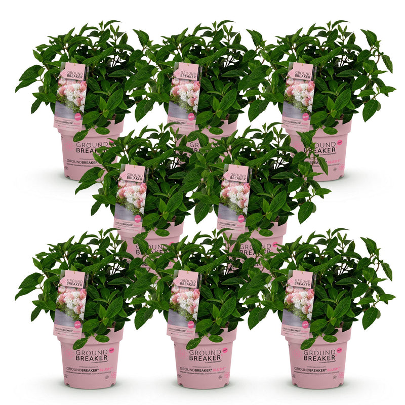 Green boutiQ - Tuinplant - Hydrangea panniculata Groundbreaker Blush - Pluimhortensia - Winterhard - Roze - 8 Planten - Pot 14cm -Hoogte 20-25cm