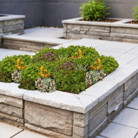 Green boutiQ - Bodembedekker - Winterhard - Sedum mat - Bestaat uit 10 soorten - X8 - Weinig Onderhoud - Lengte 50 Breedte 30