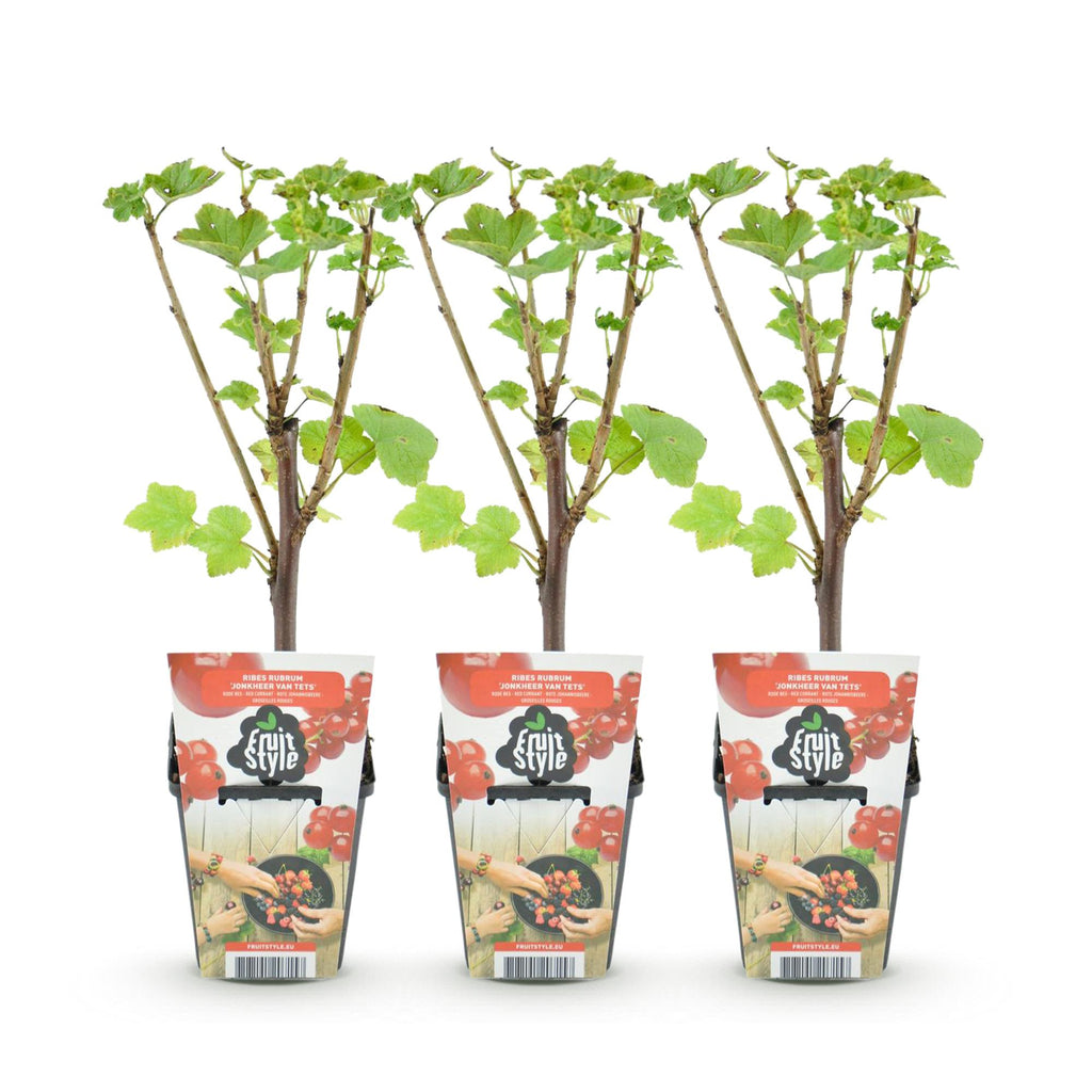 Green boutiQ - Plants fruitiers - Groseillier à grappes - Ribes rubrum Jonkheer van Tets - Rustique - 3 plantes - Pot 9 cm - Groseille rouge