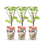 Green boutiQ - Plants fruitiers - Groseillier à grappes - Ribes rubrum Jonkheer van Tets - Rustique - 3 plantes - Pot 9 cm - Groseille rouge