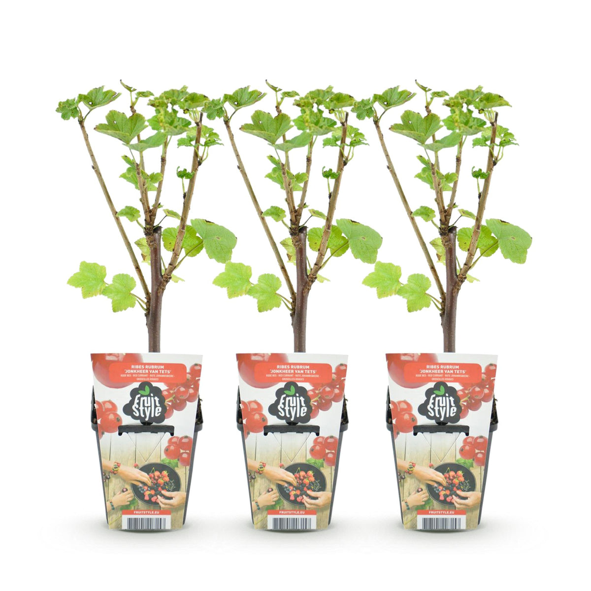 Green boutiQ - Plants fruitiers - Groseillier à grappes - Ribes rubrum Jonkheer van Tets - Rustique - 3 plantes - Pot 9 cm - Groseille rouge