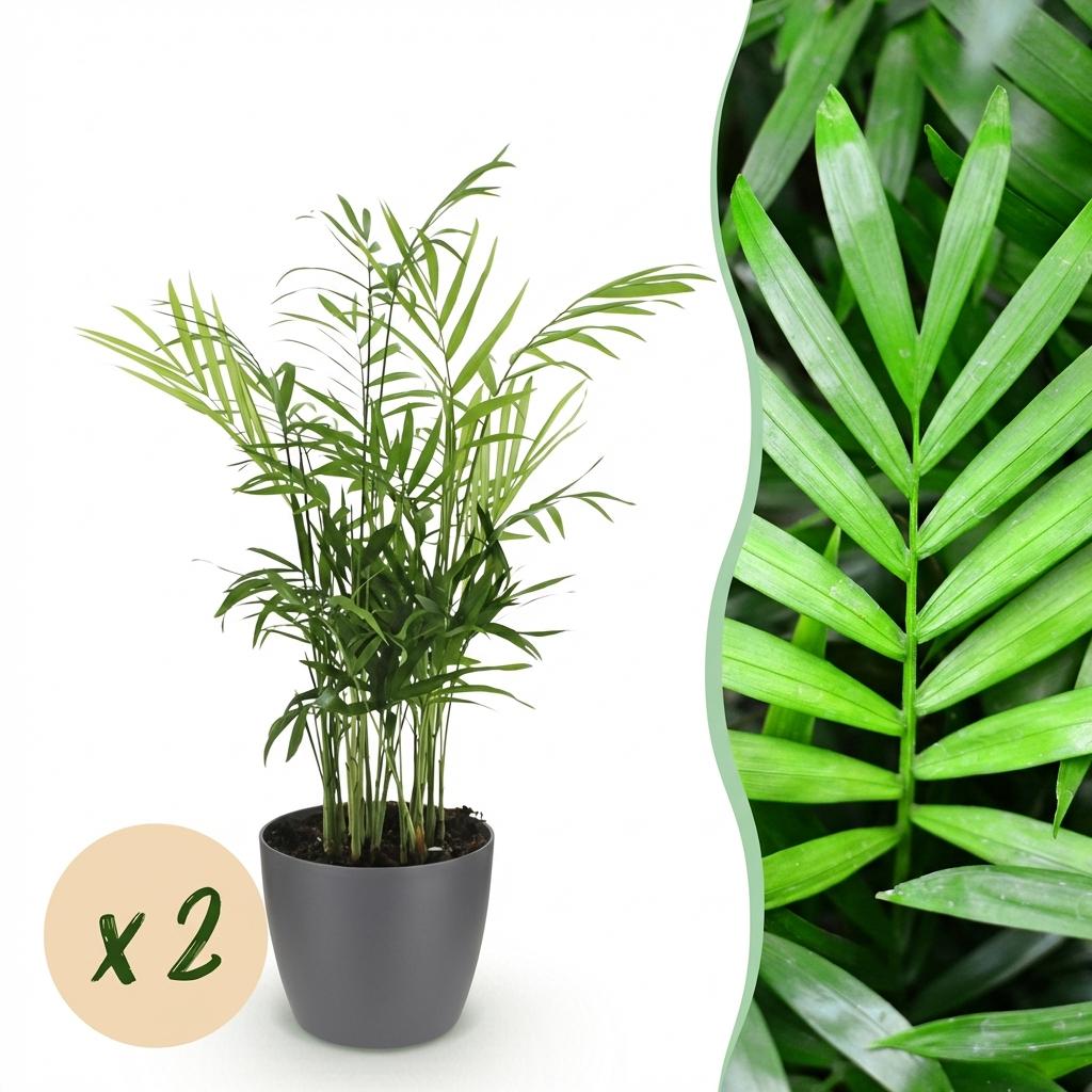 Green boutiQ - Zimmerpflanze - Chamaedorea elegans - Bergpalme - Haustierfreundliche Pflanze - Grün - 2 Pflanzen - mit Topf Grau - Topf 12cm - Höhe 15cm