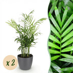 Green boutiQ - Zimmerpflanze - Chamaedorea elegans - Bergpalme - Haustierfreundliche Pflanze - Grün - 2 Pflanzen - mit Topf Grau - Topf 12cm - Höhe 15cm