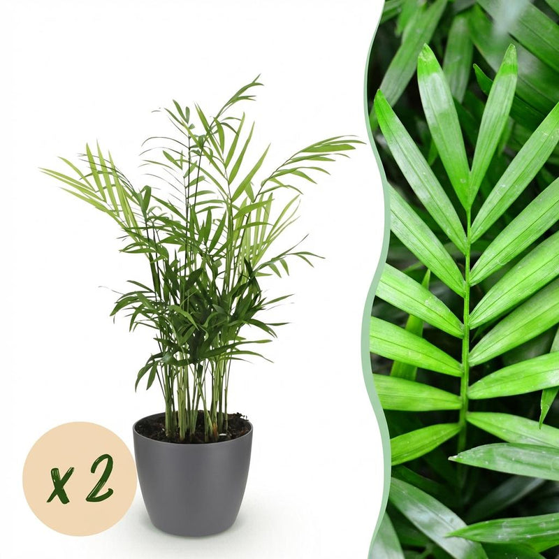 Green boutiQ - Kamerplant - Chamaedorea elegans - Goudpalm - Huisdiervriendelijke Plant - Groen - 2 Planten - met Potter Grijs - Pot 12cm - Hoogte 15cm