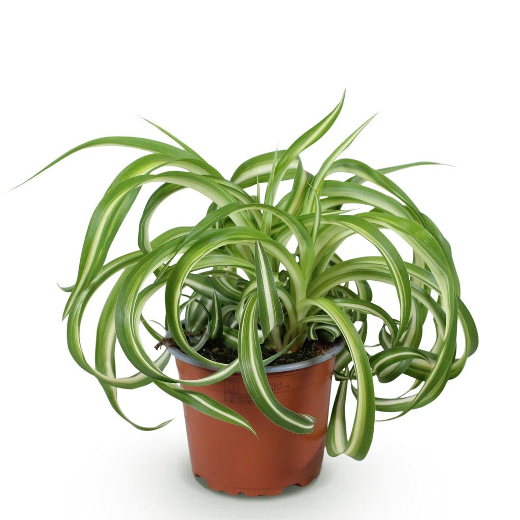 Green boutiQ - Plante d'intérieur - Chlorophytum comosum Bonnie - Plante araignée frisée - Plante adaptée aux animaux domestiques - Vert - 1 plante - Pot 12cm - Hauteur 20cm