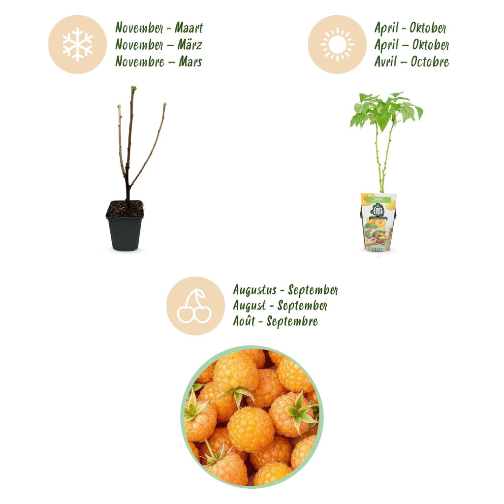Green boutiQ - Plants fruitiers - Framboisier - Rubus idaeus Fallgold - Rustique - 6 plantes - Pot 9 cm - Framboise jaune