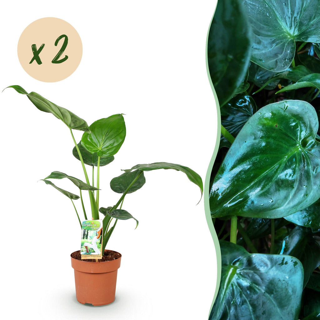 Green BoutiQ - Green is... Plantes d'intérieur - Alocasia Cucullata - Main de Bouddha - Entretien facile - Vert - 2 plantes - Pot 17cm - Hauteur 60-65cm