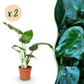 Green BoutiQ - Green is... Plantes d'intérieur - Alocasia Cucullata - Main de Bouddha - Entretien facile - Vert - 2 plantes - Pot 17cm - Hauteur 60-65cm