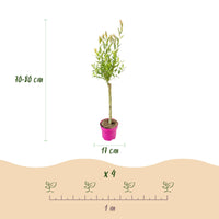 4x - Salix Flamingo - Ø17cm - ↕70-80cm