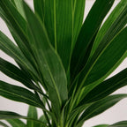 Green boutiQ - Plante d'intérieur - Yucca elephantipes - Yucca - Peu d'entretien - Vert - 1 - Pot 17cm - Hauteur 75cm