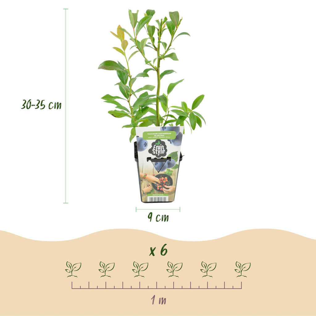 Green boutiQ - Plants fruitiers - Myrtillier - Vaccinium corymbosum Bluegold - Rustique - 6 plantes - Pot 9 cm - Myrtille