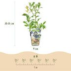 Green boutiQ - Plants fruitiers - Myrtillier - Vaccinium corymbosum Bluegold - Rustique - 6 plantes - Pot 9 cm - Myrtille