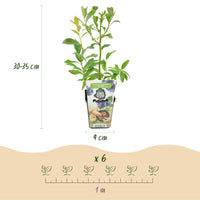 Green boutiQ - Fruitplanten - Blauwe Bes - Vaccinium corymbossum Bluegold - Winterhard - 6 Planten - Pot 9 cm - Blauwe Bes