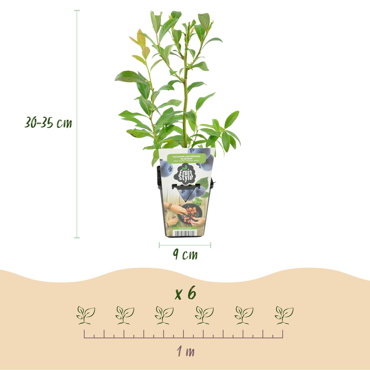 Green boutiQ - Plants fruitiers - Myrtillier - Vaccinium corymbosum Bluegold - Rustique - 6 plantes - Pot 9 cm - Myrtille