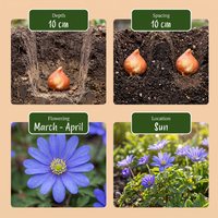 500x Bulb Garden Blue - Blauwe bollentuinmix - Diversen - Zomerbloeier - Bolmaat 10/12