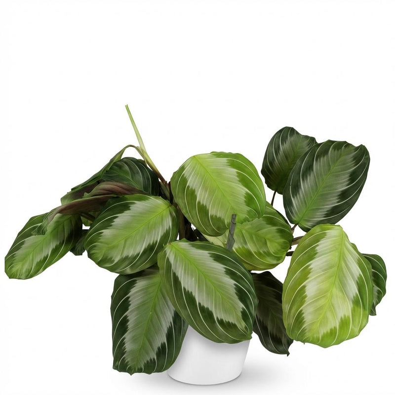 Green boutiQ - Kamerplant - Maranta Fascinator Silverband - Gebedsplant - Huisdiervriendelijke Plant - Groen - 1 Plant - met Potter Wit - Pot 12cm - Hoogte 25cm