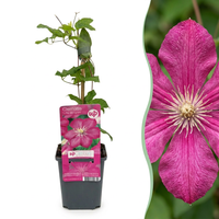 4x Clematis Ville de Lyon - Bosrank - Rood - Klimplant - Ø9cm - ↕35cm