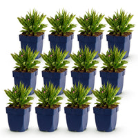 Green boutiQ - Vasteplant - Aster Wood's Pink - Pluimspirea - Bijen en Vlinderlokkers - Roze - 12 Planten - Pot 11cm - Hoogte 15-25cm