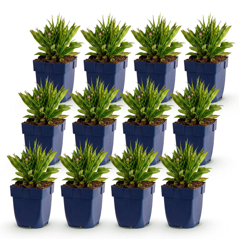 Green boutiQ - Vasteplant - Aster Wood's Pink - Pluimspirea - Bijen en Vlinderlokkers - Roze - 12 Planten - Pot 11cm - Hoogte 15-25cm