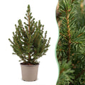 2x Picea glauca Conica - Dwarf Alberta Spruce - Green - Christmas tree - Ø13cm - ↕45cm