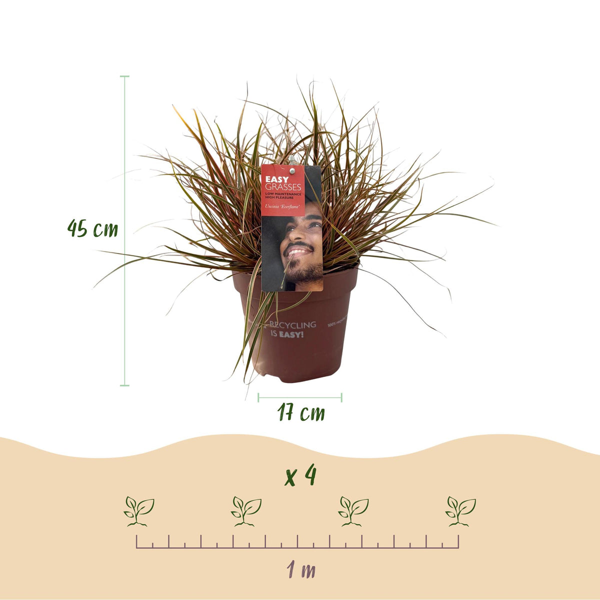 Green boutiQ - Graminées ornementales - Uncinia rubra Everflame - Rouge - 4 plantes - Persistant - Peu d'entretien - Pot 17cm Hauteur 50cm