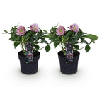Green boutiQ - Plante de jardin - Rose de Carême - Helleborus orientalis Double Ellen Pink - Fleur rose - 2 Plantes - Persistante - Pot 14cm Hauteur 35cm