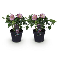 Green boutiQ - Tuinplant - Lenten Rose - Helleborus orientalis Double Ellen Pink - Roze Bloem -2 Planten - Groenblijvend - Pot 14cm Hoogte 35cm