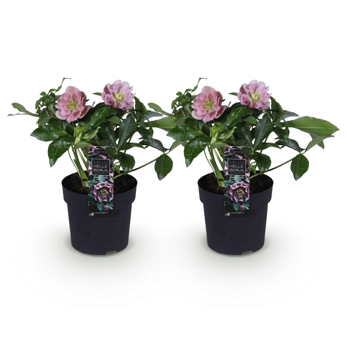 Green boutiQ - Plante de jardin - Rose de Carême - Helleborus orientalis Double Ellen Pink - Fleur rose - 2 Plantes - Persistante - Pot 14cm Hauteur 35cm