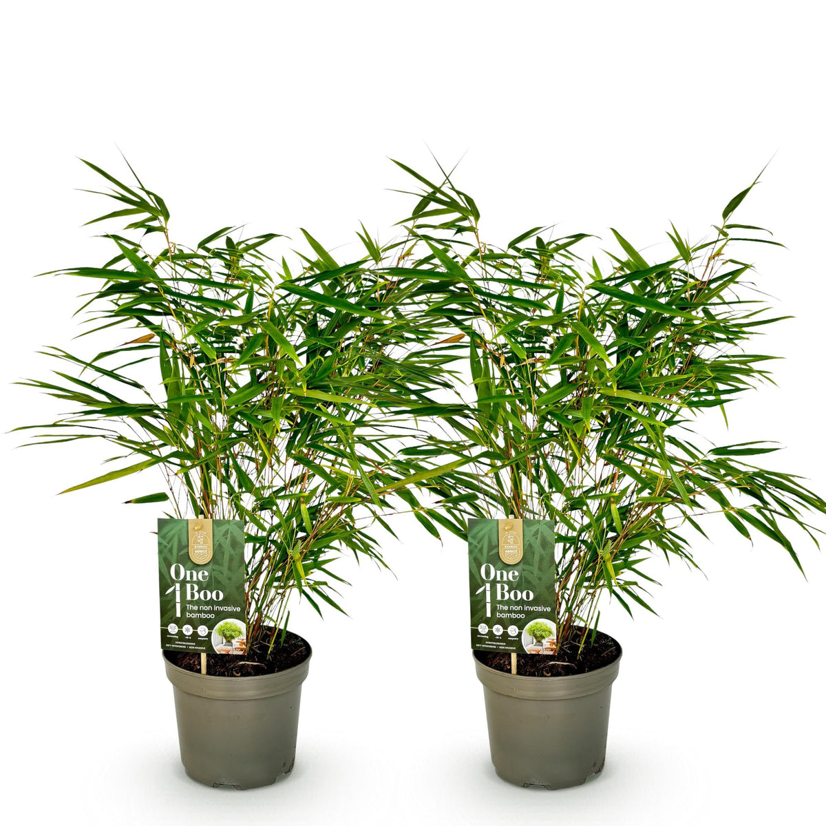 Green boutiQ - Bambou - Fargesia rufa - Vert - 2 plantes - Persistant - Non traçant - Pot 17 cm Hauteur 60 cm