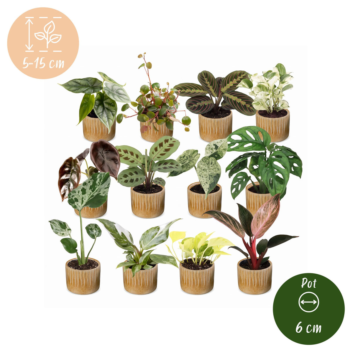 12x Baby Plants Surprise Box - Baby Plants Surprise Box - Various colours - Tropical - incl. Linnea Honey - Ø6cm - ↕5-15cm