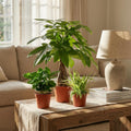 Green boutiQ - Mélange de 3 plantes d'intérieur faciles - Pachira Aquatica, Coffea Arabica, Chlorophytum - Vert - Peu d'entretien - 3 plantes - Pot 12 - 14 cm - Hauteur 25 - 45 cm