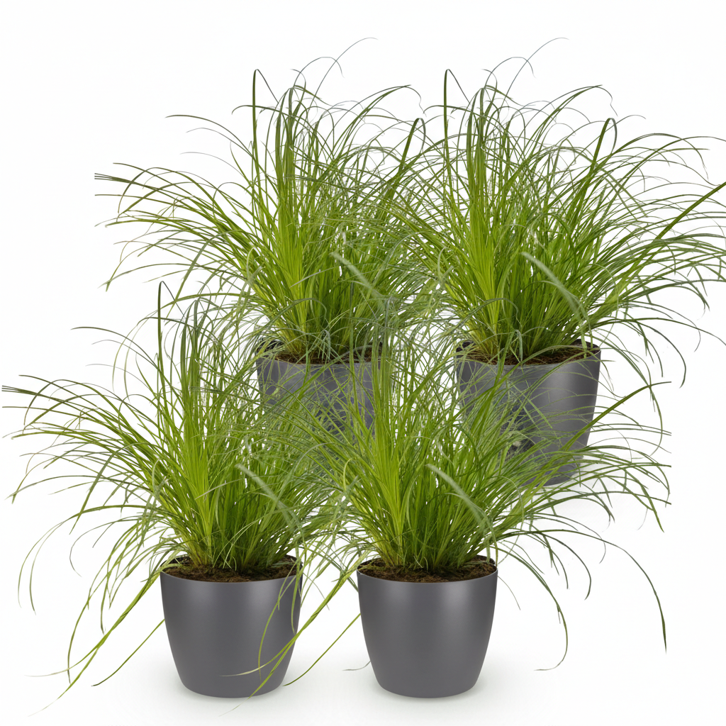 Green boutiQ - Plante d'intérieur - Cyperus alternifolius Zumula - Herbe à chat - Plante adaptée aux animaux domestiques - Vert - 4 Plantes - avec Cache-pot Gris - Pot 12cm - Hauteur 20cm