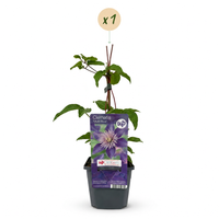 Clematis Multi Blue - Bosrank - Blauw - Klimplant - Ø9cm - ↕35cm