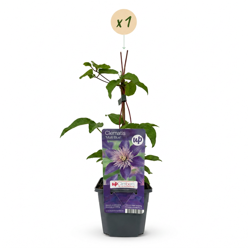 Clematis Multi Blue - Bosrank - Blauw - Klimplant - Ø9cm - ↕35cm