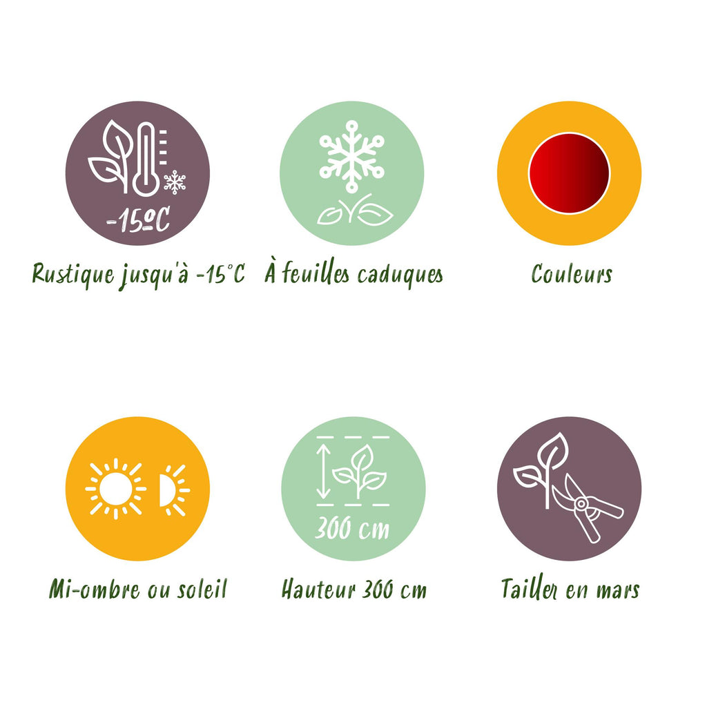 Green boutiQ - Plante de terrasse - Érable du Japon - Acer palmatum Sumi-nagashi - Rouge - 2 plantes - Caduc - Pot 19cm Hauteur 70cm