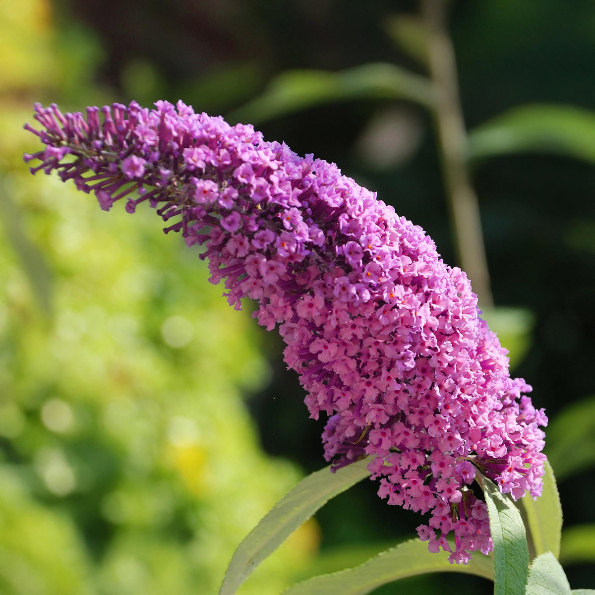 Green boutiQ - Plante de jardin - Buddleja davidii Pink Delight - Arbre aux papillons - Rustique - Rose - 3 plantes - Pot 17cm - Hauteur 45cm