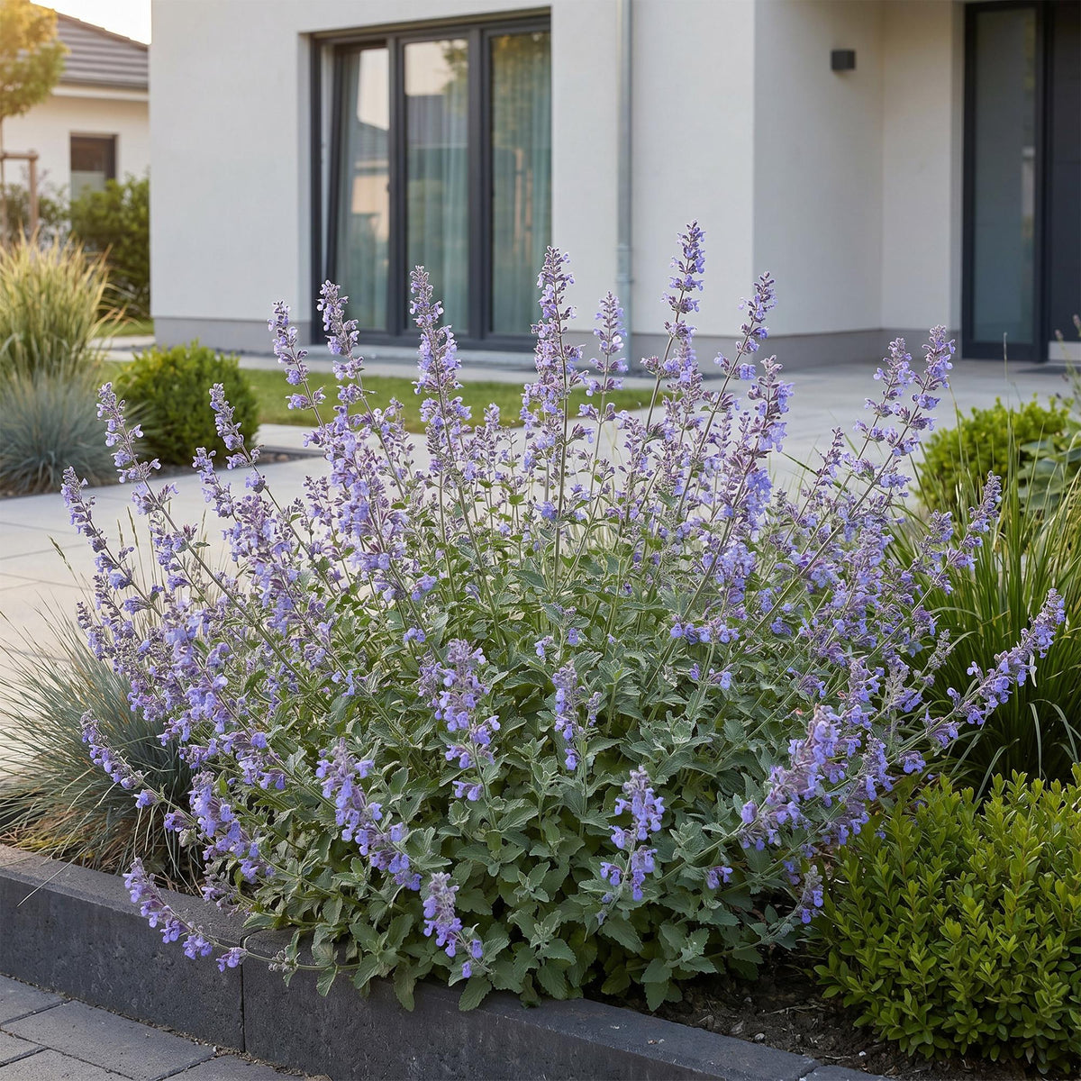 Green boutiQ - Stauden - Nepeta faassenii Walker's Low - Blaue Katzenminze - Bienen- und Schmetterlingsmagnet - Blau - 12 Pflanzen - Topf 11cm - Höhe 15-25cm