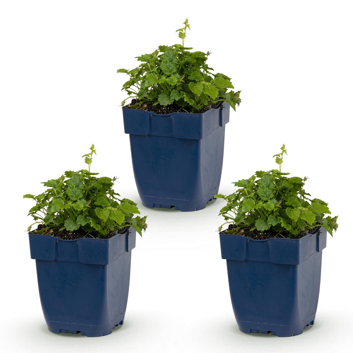 Green boutiQ - Plante vivace - Campanula posch. Lisduggan Variety - Campanule à feuilles de pêcher - Couvre-sol - Blanc - 3 plantes - Pot 11cm - Hauteur 15-25cm