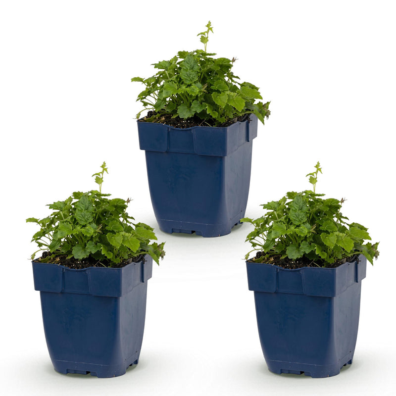 Green boutiQ - Vasteplant - Campanula posch. Lisduggan Variety - Perzikbladklokje - Bodembedekkend - Wit - 3 Planten - Pot 11cm - Hoogte 15-25cm