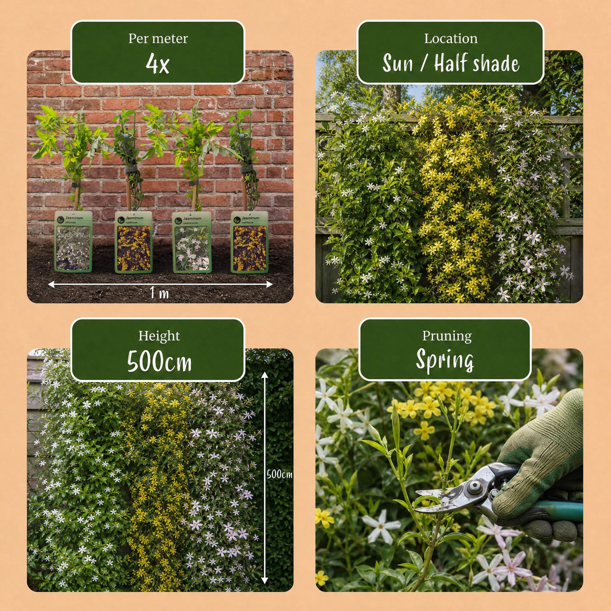 3x Jasminum Tricolour - Tricolour jasmine - Yellow - White - Pink - Climber - Ø9cm - ↕35cm