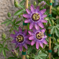 4x Passiflora Lavender Lady - Lavender Lady passionflower - Purple - Climber - Ø9cm - ↕35cm