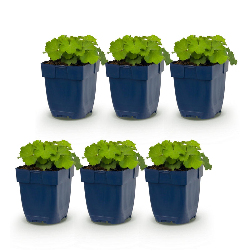 Green boutiQ - Vasteplant - Alchemilla mollis - Vrouwenmantel - Bodembedekkend - Geel - 6 Planten - Pot 11cm - Hoogte 15-25cm