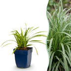 Green boutiQ - Gräser - Carex morrowii Ice Dance - Japan-Segge - Immergrün - Cremeweiß-Grün - 12 Pflanzen - Topf 11cm - Höhe 15-25cm