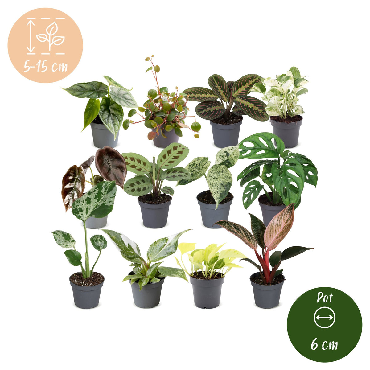 12x Baby Plants Surprise Box - Baby Plants Surprise Box - Various colours - Tropical - Ø6cm - ↕5-15cm