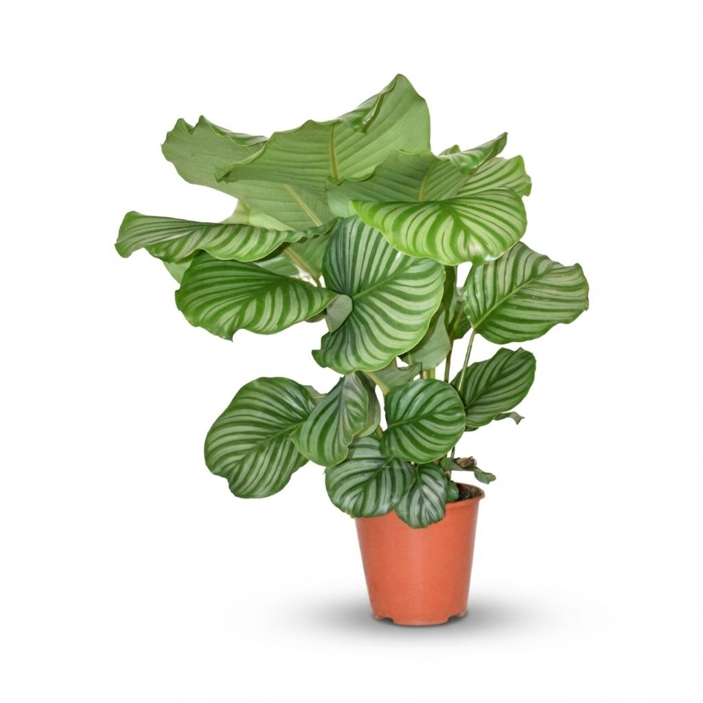 Calathea Orbifolia - Ø 19 cm - Hauteur : 60 cm