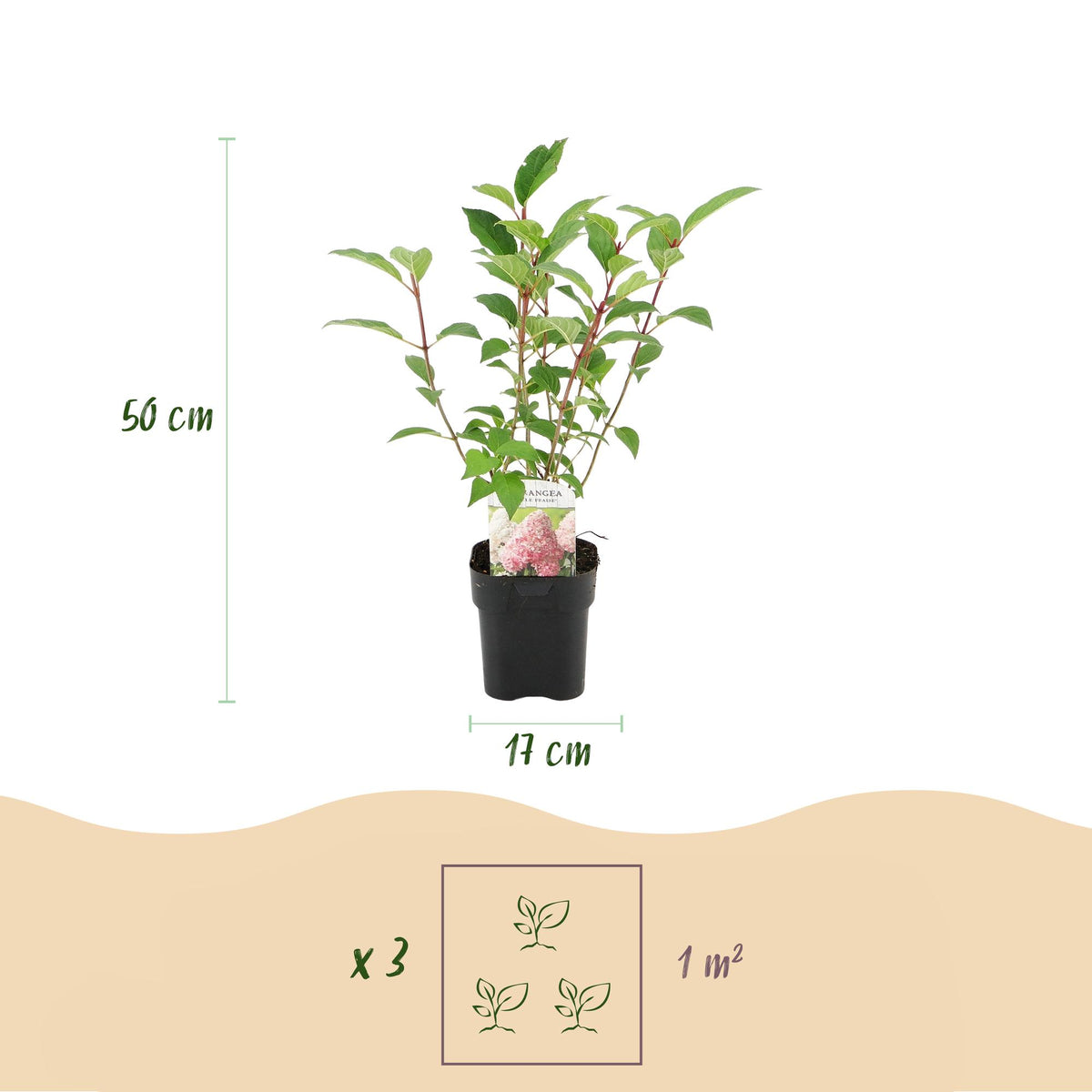 Green boutiQ - Hortensia paniculata - Hydrangea paniculata Vanille Fraise - Fleurs blanches et roses - 3 plantes pour 1 m² - Caduc - Grandes fleurs - Pot 17 cm - Hauteur 50 cm