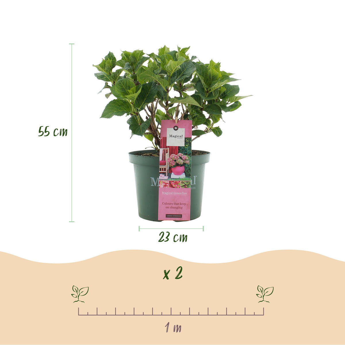 Green boutiQ - Plante de terrasse - Hortensia - Hydrangea Magical Green Fire - Rose Vert - 6-10 fleurs - Pot 23cm Hauteur 55cm
