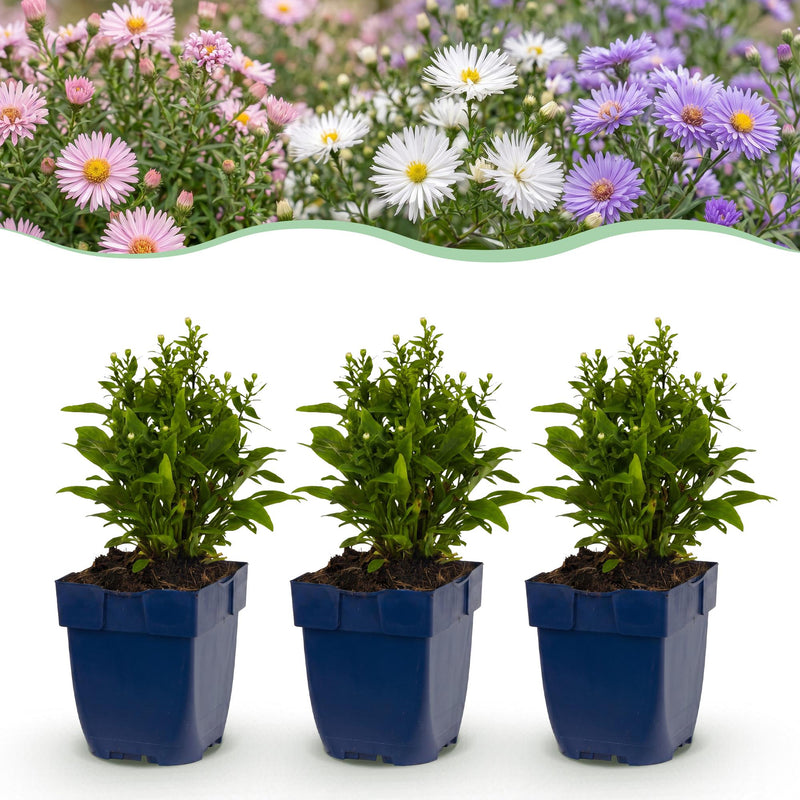 Green boutiQ - Vasteplant - Aster Tricolour - Zee Aster - Bijen en Vlinderlokkers - Paars - Roze - Wit - 12 Planten - Pot 11cm - Hoogte 15-25cm